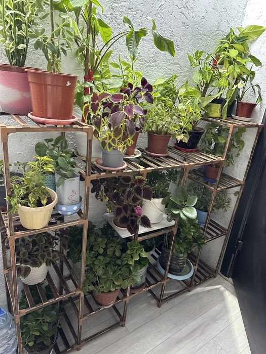 Үй гүлдері сатылады