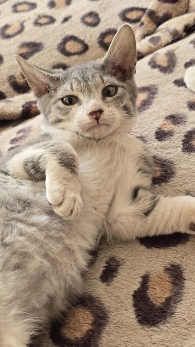 Котята в хорошие руки