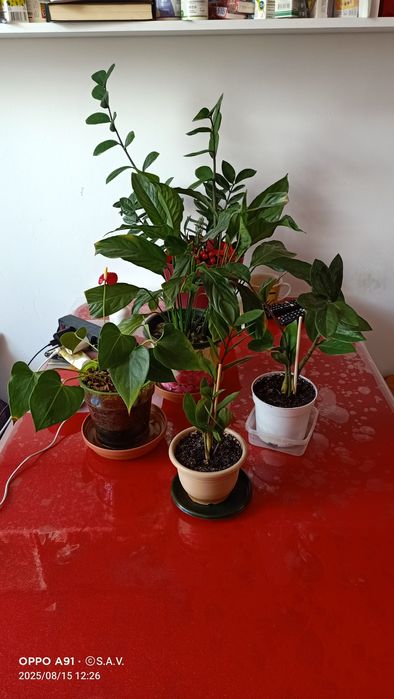 Дорогие друзья! Продаю свои любимые цветы.