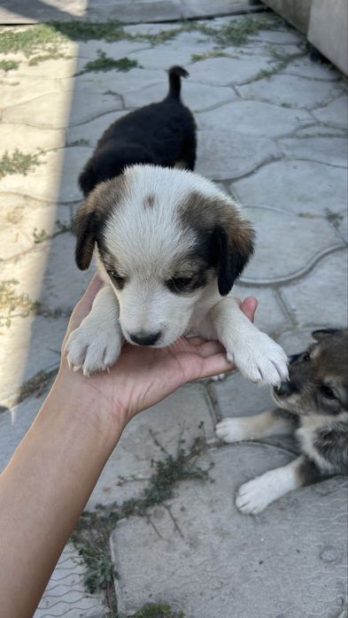 Щенята бесплатно
