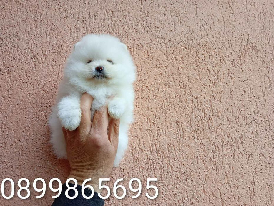 Померани на различни възрасти!!