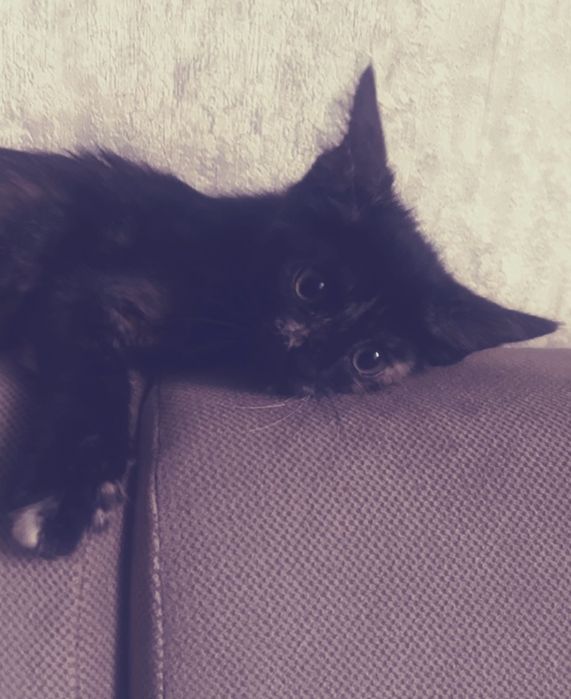 Отдам котенка в добрые руки