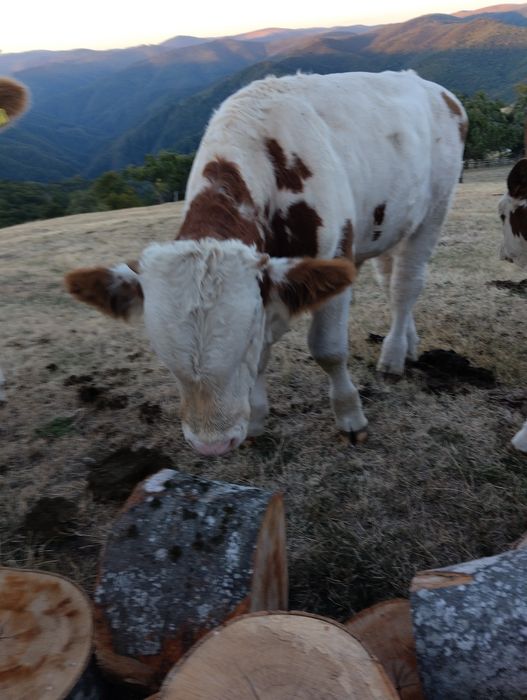 De vânzare un taur și o vitica