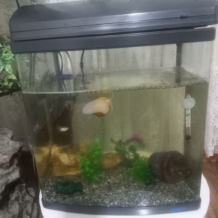Продам аквариум и сачек.