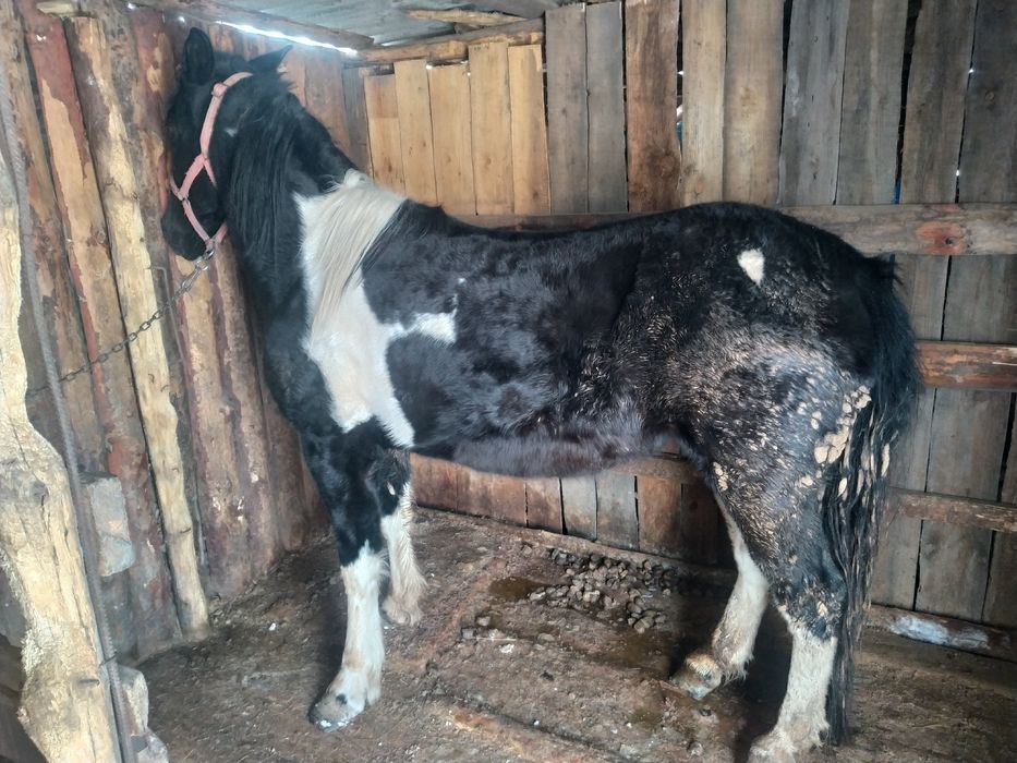 Продам кобылу с жеребёнком