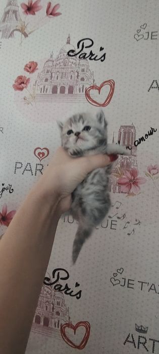 Шотландские котята