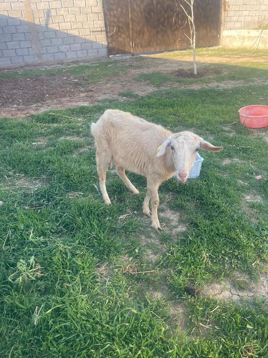 Ешки срочно сатылад