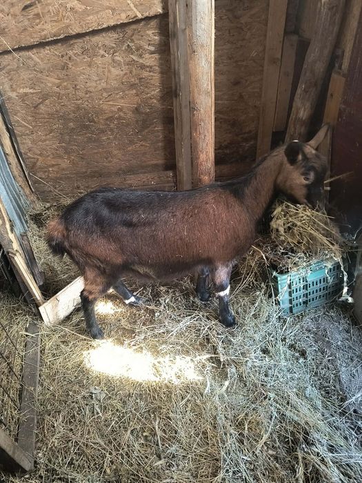 Țăpișor alpin francez