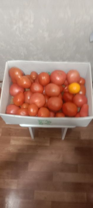Продам помидоры крупные!