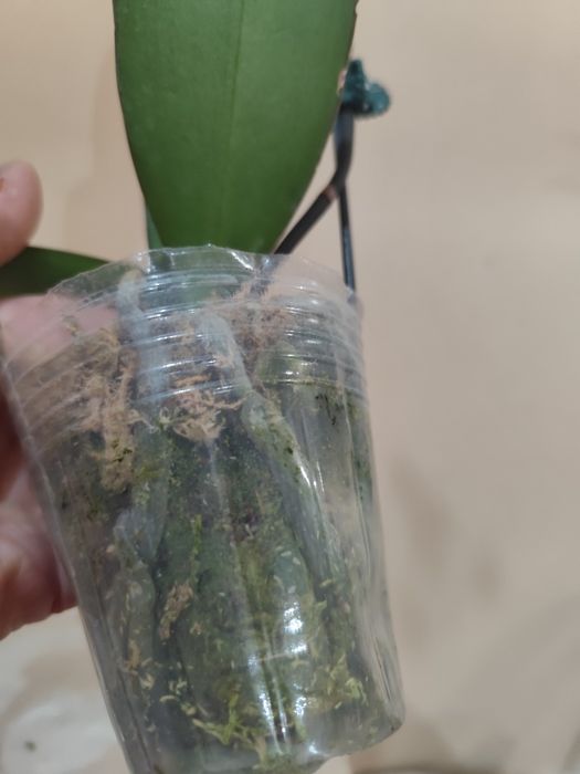 Продам цветущую орхидею