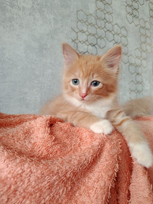 Котята кошки в добрые руки