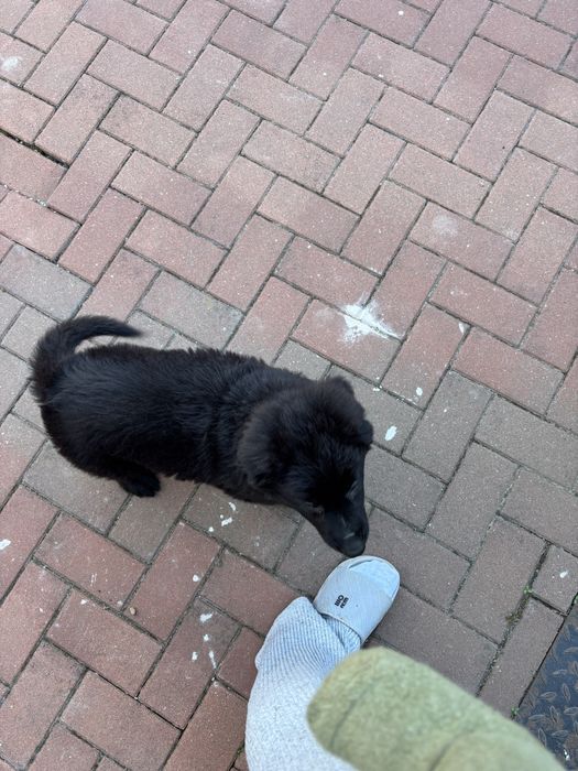 Pui ciobanesc german negru cu blana lunga cu Pedigree