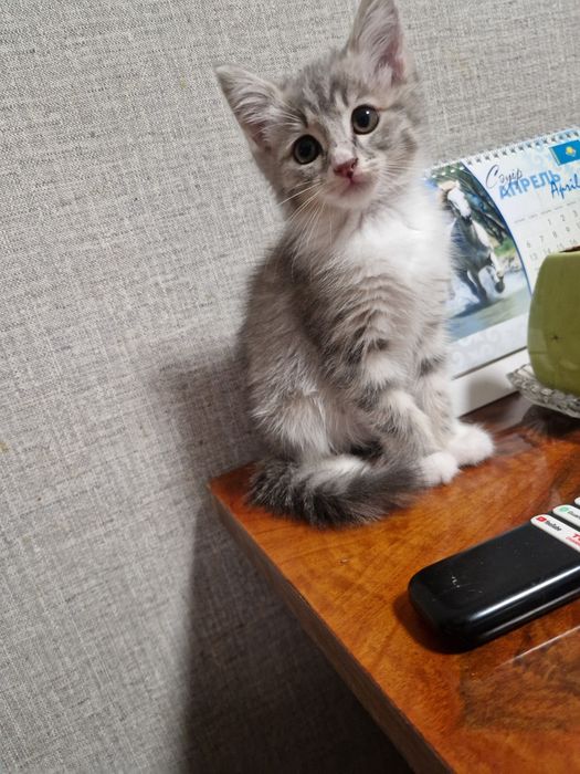 Котенок девочка 2 мес