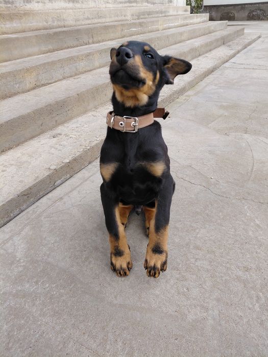 Доберман 2 месяца