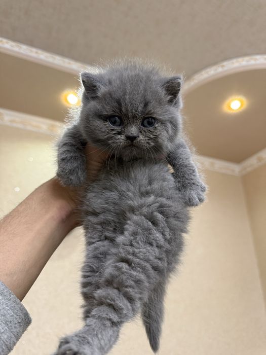 британская кошка, British shorthair