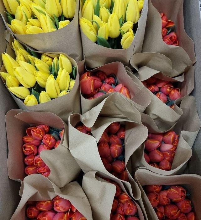 Тюльпаны оптом 2026