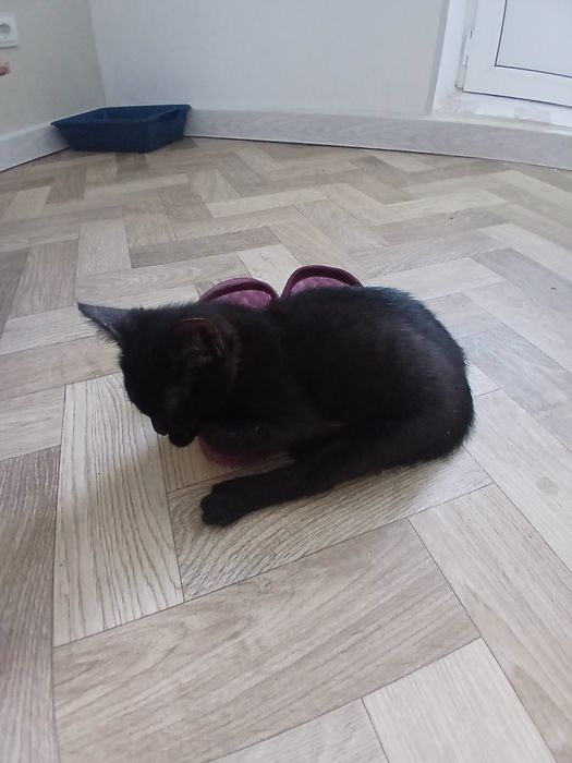 Котенок в добрые руки