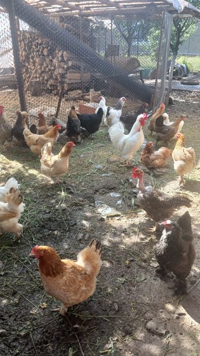 Oua pt incubat de la gaini de casă