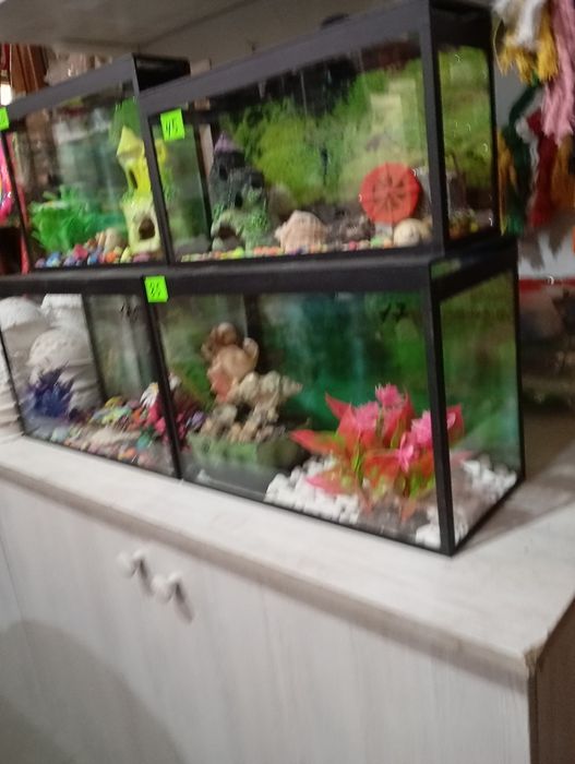 Продам птиц разных пород карела волнистые попугаи розеллы Александр