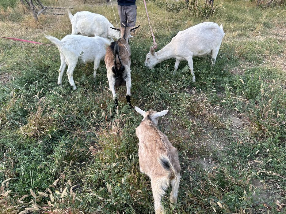 Ешкі Коза сатылады