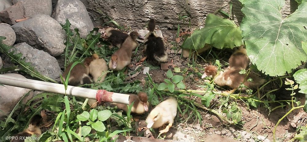 Срочно. Продам Индаутка