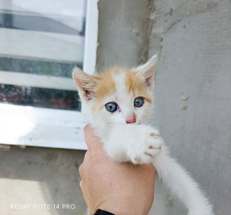 Котенок в добрые руки