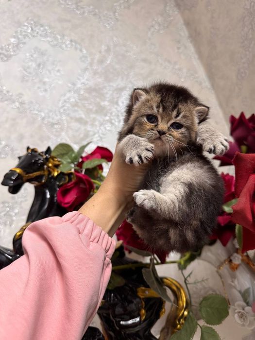 Продаются британские котята