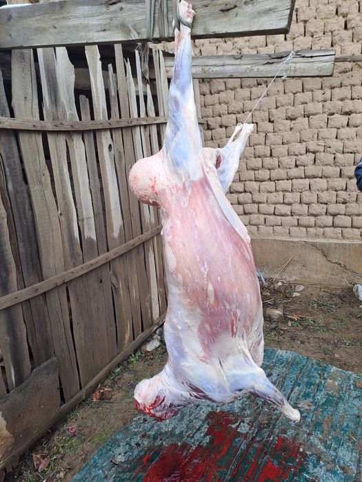 Семіз тоқтылар сатылады