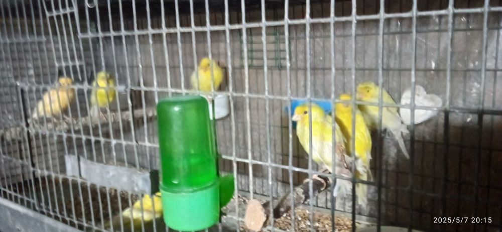 канарейки здоровые