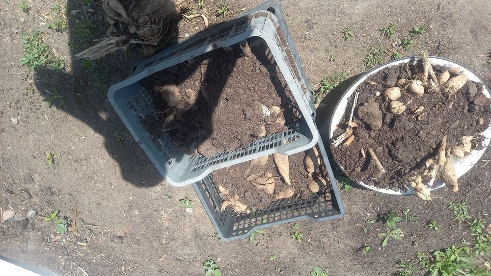 Цветы рассада продам