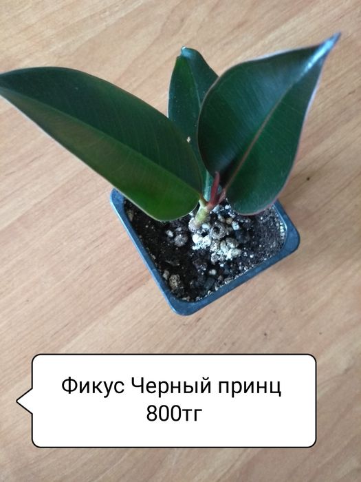 Продам Фикусы разные