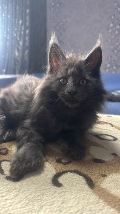 Котенок Мейнкун полидакт мальчик!