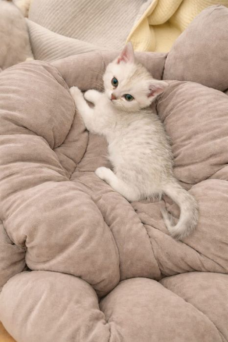 Британцы шиншилла серебро