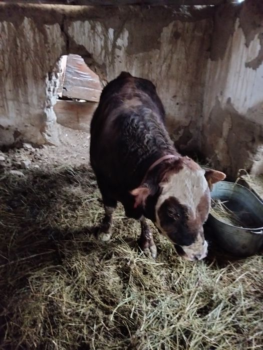 Продам бычка породистый