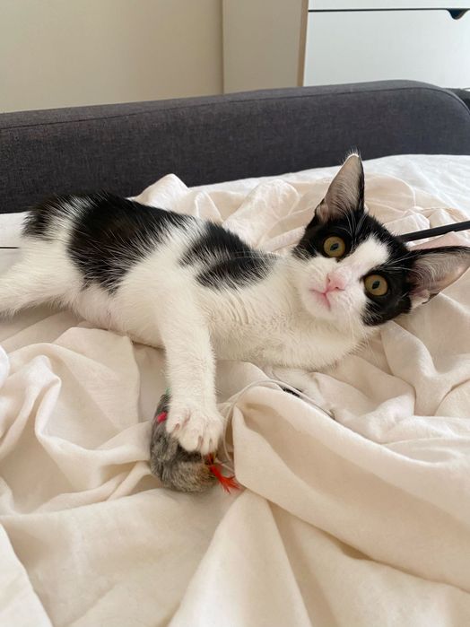 Котенце, момиче, 3 месеца