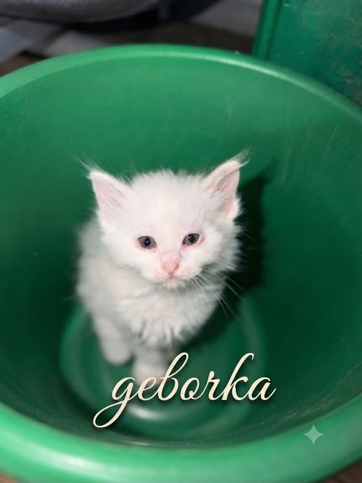 Котята в хорошие руки!