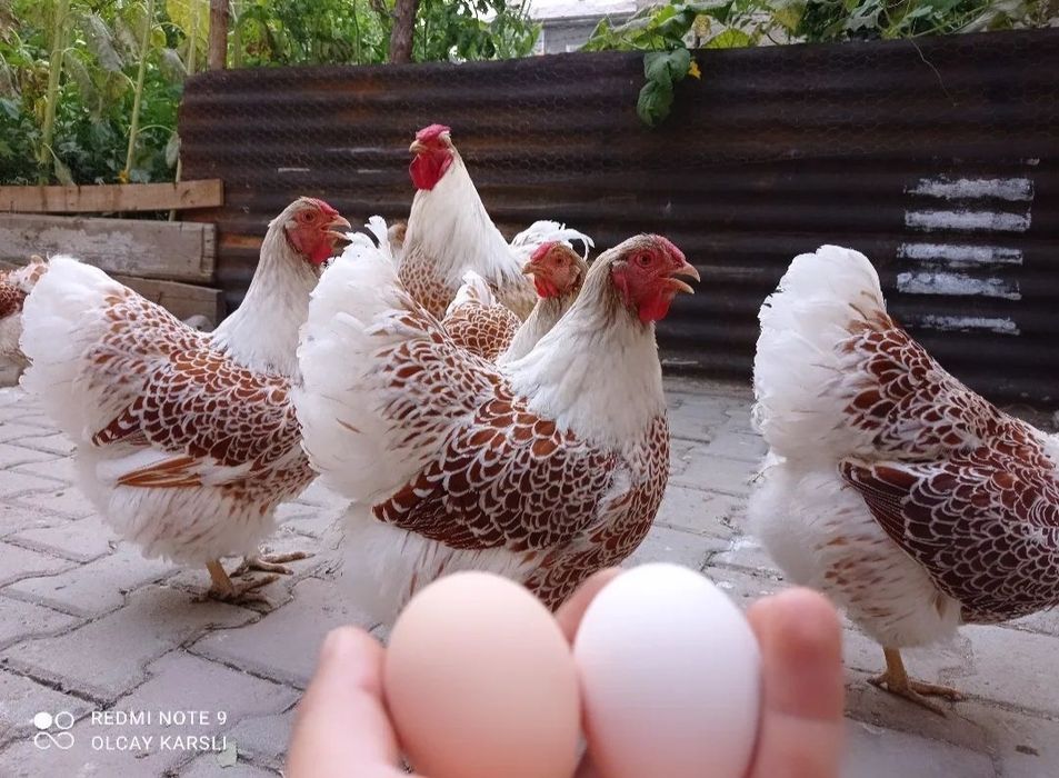 Виандот серебро,Гигант , Адлер