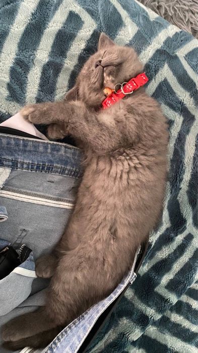 2 котят скоттиш фолд