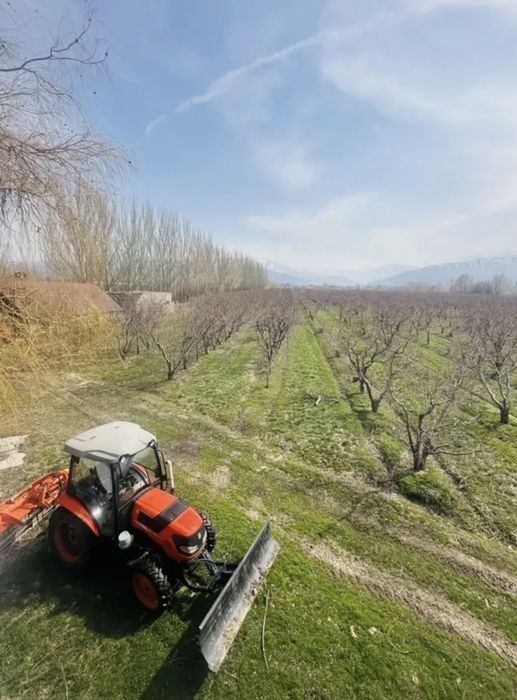 Яблоневый сад...