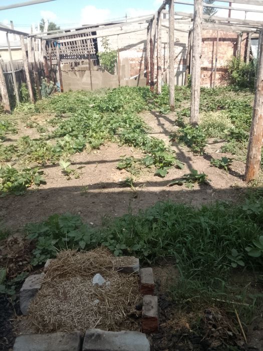 Продам домашнюю клубнику