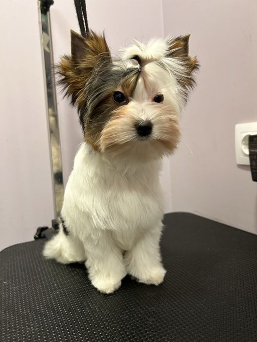 Бивър териер /Biewer terrier