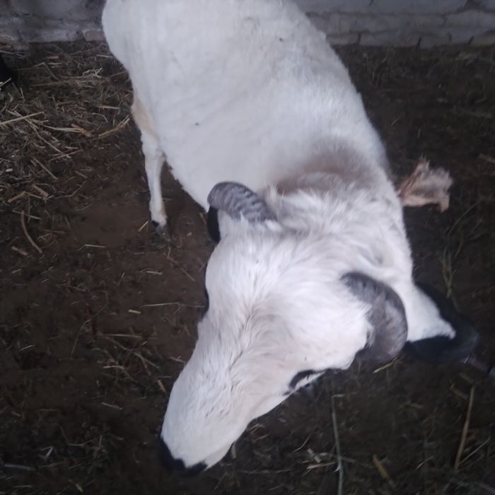 Boqilgan Qo'chqor sotilade yeb ichishe yaxshe   keleshtereb beraman fk