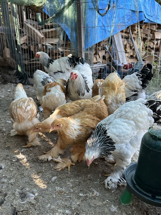 Brahma lemon tineret