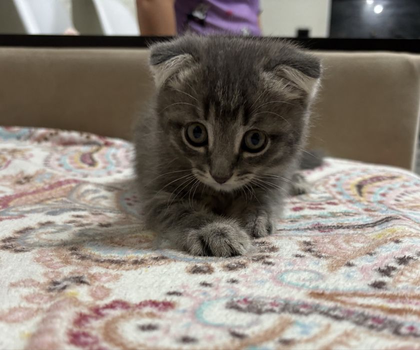Продам Котенка Веслоухи