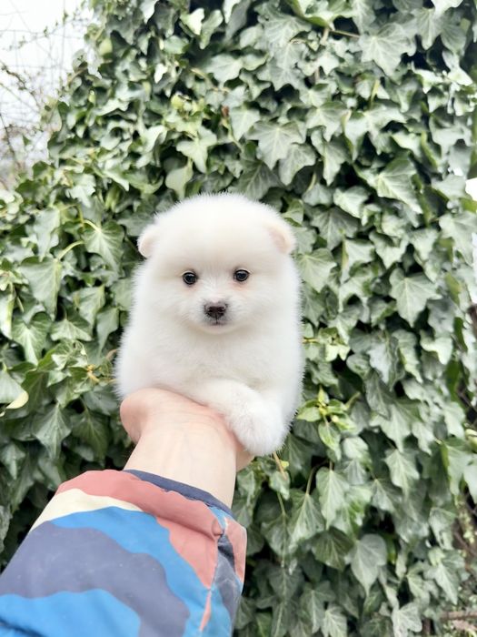 Померан мини момиче. Померанче