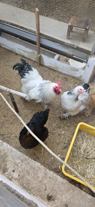 Брама  товуклар ва хуроз