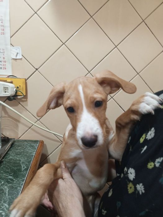 Продаётся щенок 3,5 месяца породы английским поинтер-охотничьи