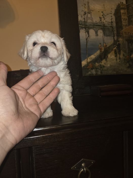 Bichon maltez talie mica