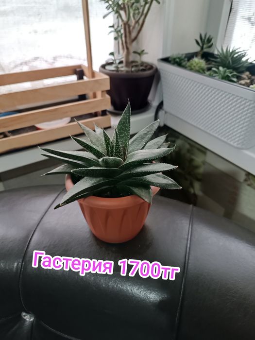 Комнатные цветы суккуленты