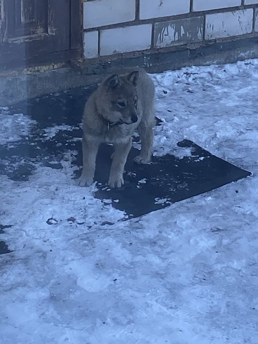 Продам щенок лайка